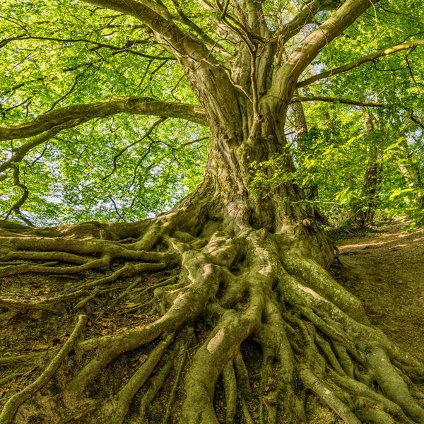 Glowing tree with deep roots symbolizing vitality and energy.